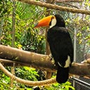 Colorful toucan perched at Amazonas Park, Crete’s exotic wildlife sanctuary Amazonas Park Crete Exotic Wildlife Sanctuary