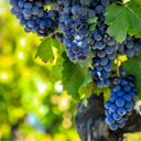 blue grapes wine tasting